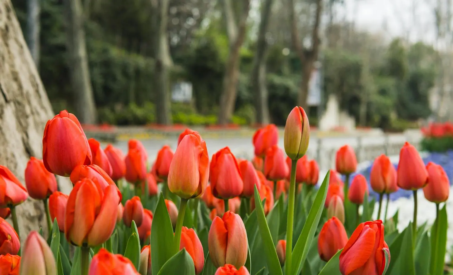 Tulips in Istanbul